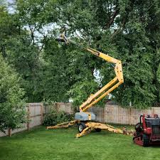 How Our Tree Care Process Works  in  Johnsonville, SC