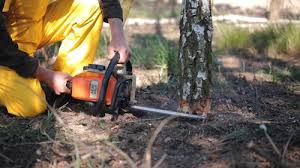 Professional Tree Care in Johnsonville, SC